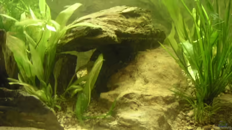Dekoration im Aquarium Becken 2531 von Thomas Schlechter (9)