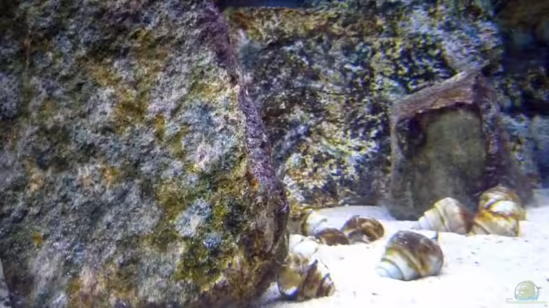 Dekoration im Aquarium Becken 25310 von Matze38 (6)