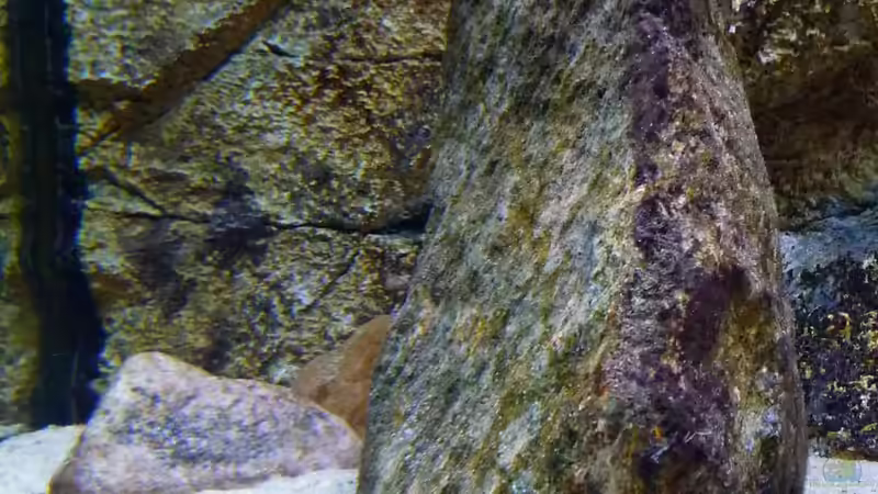 Dekoration im Aquarium Becken 25310 von Matze38 (7)