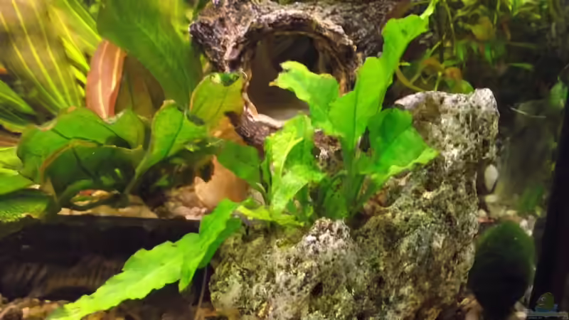 Dekoration im Aquarium Becken 25426 von Detlef Peter (14)