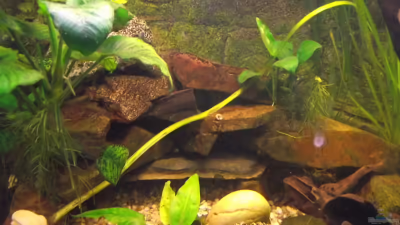 Dekoration im Aquarium Becken 25426 von Detlef Peter (17)