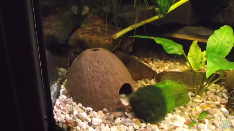 Dekoration im Aquarium Becken 25426 von Detlef Peter (18)