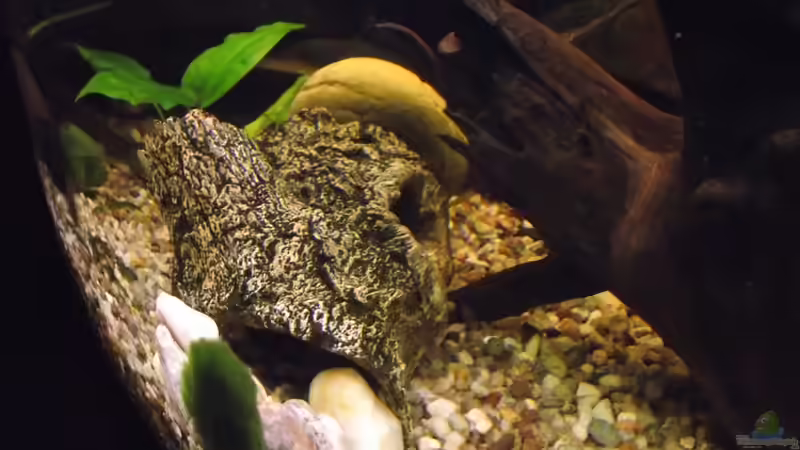 Dekoration im Aquarium Becken 25426 von Detlef Peter (19)