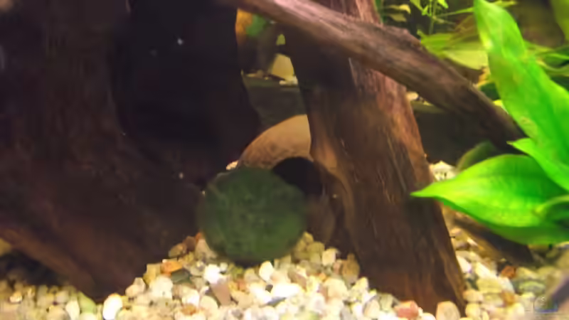 Dekoration im Aquarium Becken 25426 von Detlef Peter (20)