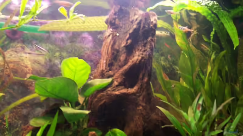 Dekoration im Aquarium Becken 2544 von Michael Schillerwein (13)