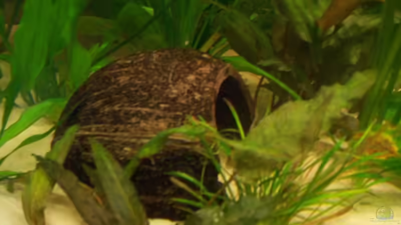 Dekoration im Aquarium Becken 2544 von Michael Schillerwein (14)