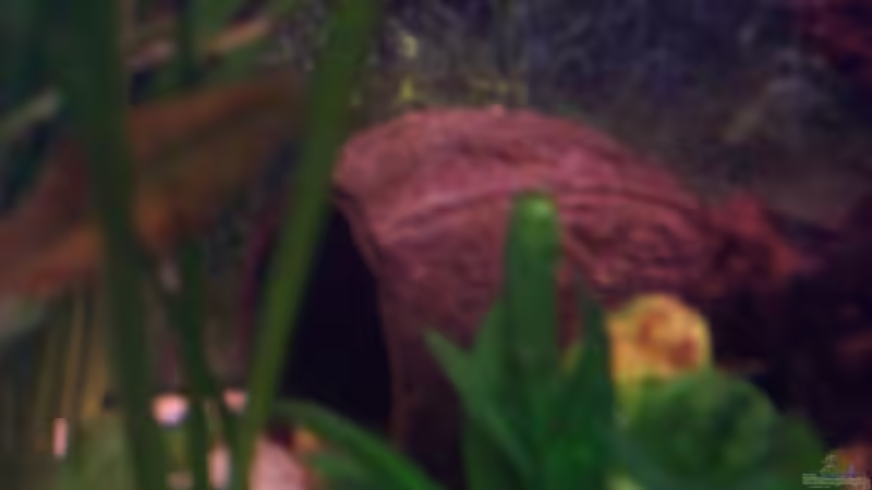 Dekoration im Aquarium Becken 2544 von Michael Schillerwein (15)