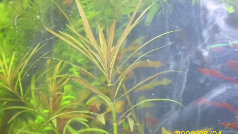 Dekoration im Aquarium Becken 25448 von Herbert Baier (23)