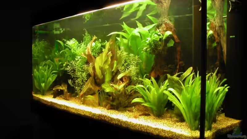 Dekoration im Aquarium Becken 2556 von Stefan Hursie (2)