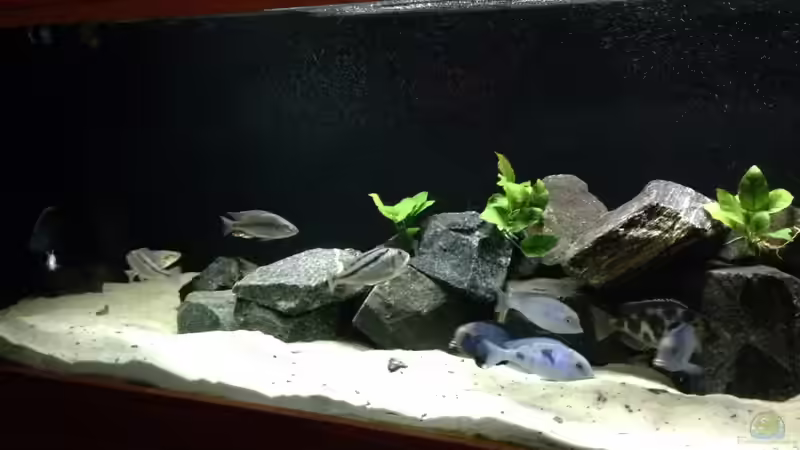 Dekoration im Aquarium Becken 25586 von Nico Becker (4)