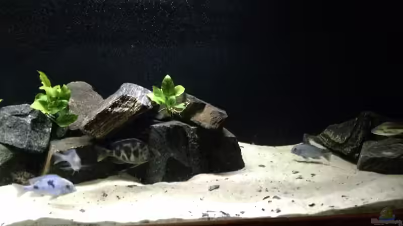 Dekoration im Aquarium Becken 25586 von Nico Becker (6)