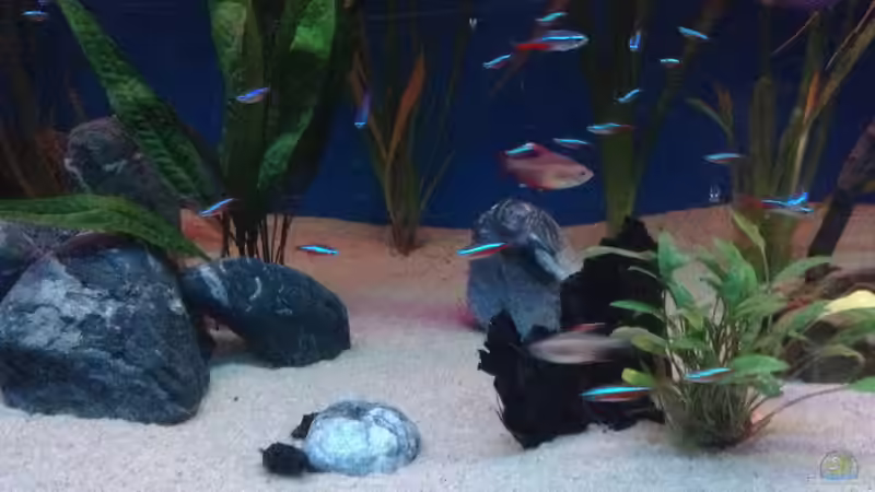 Dekoration im Aquarium Becken 25614 von Diskusi (5)