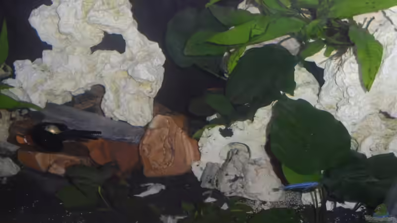 Dekoration im Aquarium Becken 25630 von Gerhard Zechner (11)