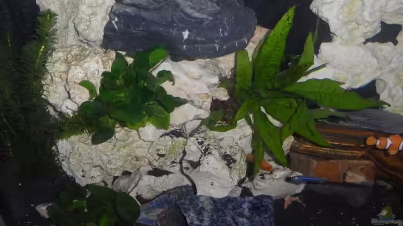 Dekoration im Aquarium Becken 25630 von Gerhard Zechner (12)