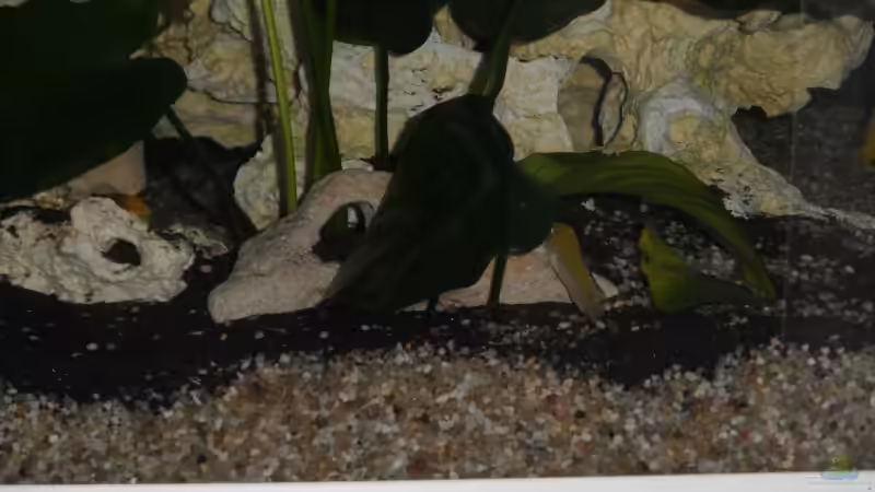 Dekoration im Aquarium Becken 25630 von Gerhard Zechner (13)