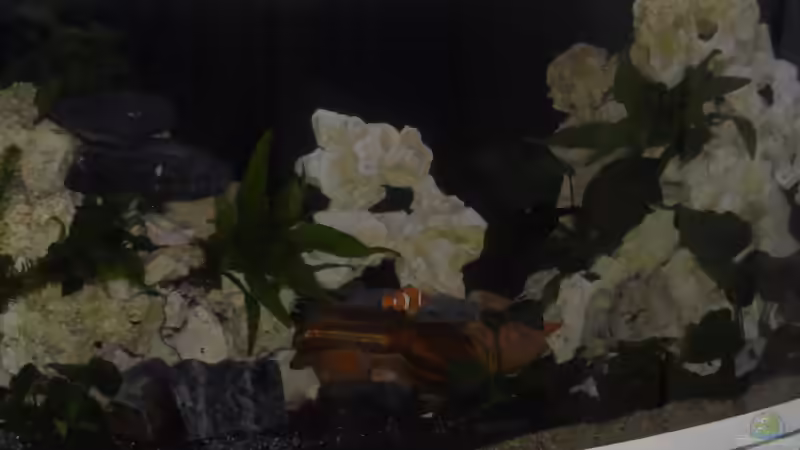 Dekoration im Aquarium Becken 25630 von Gerhard Zechner (14)