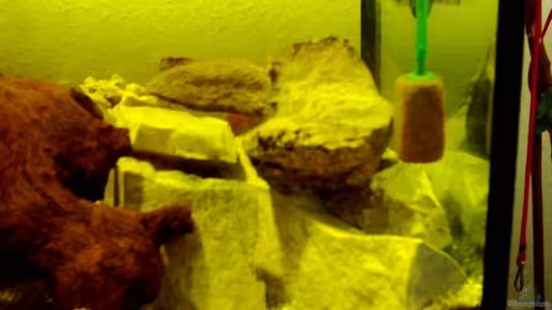 Dekoration im Aquarium Becken 257 von Monika Panksy (3)