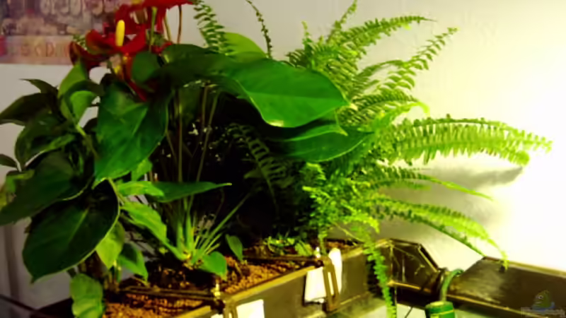 Dekoration im Aquarium Becken 257 von Monika Panksy (4)