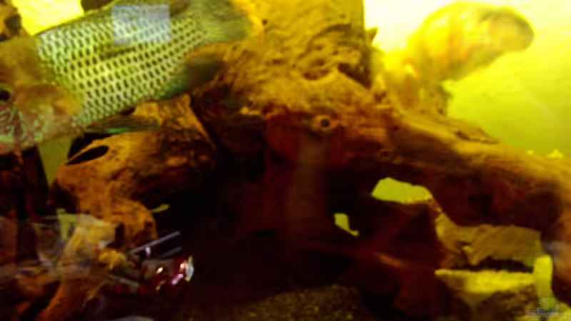 Dekoration im Aquarium Becken 257 von Monika Panksy (5)