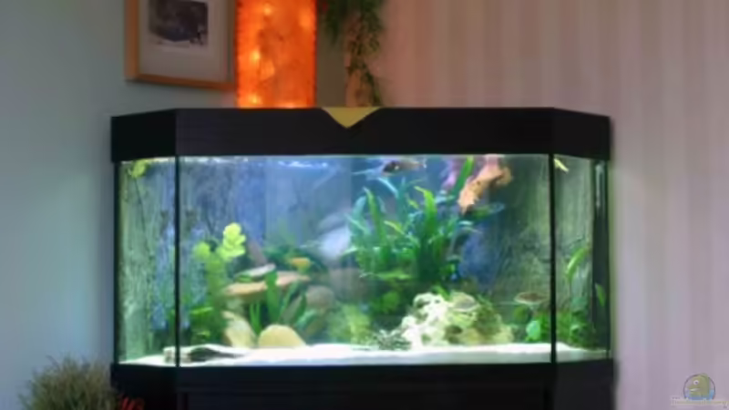 Dekoration im Aquarium Becken 2583 von Marco Camillo (3)