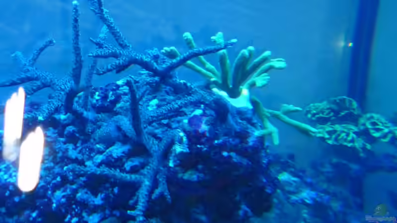 Dekoration im Aquarium Becken 25894 von Norman Kutzner (4)