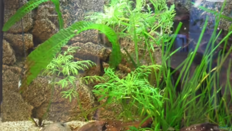 Dekoration im Aquarium Becken 260 von Rodney Kolbusa (3)