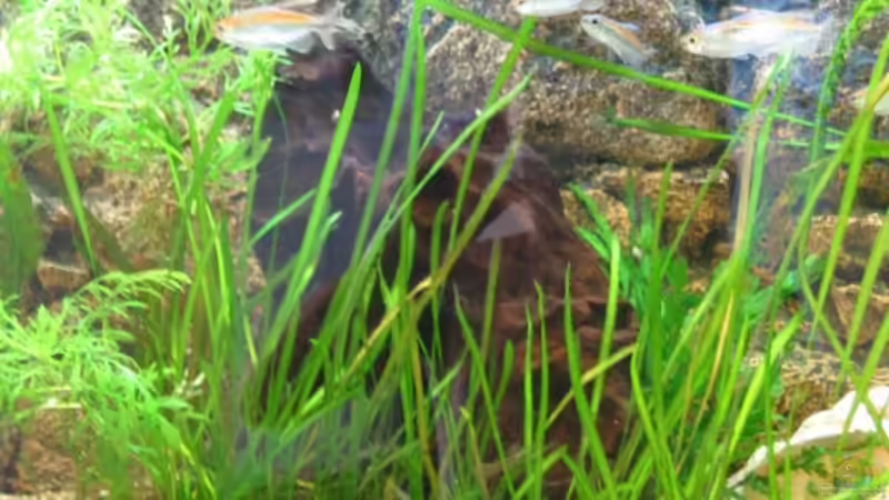 Dekoration im Aquarium Becken 260 von Rodney Kolbusa (4)