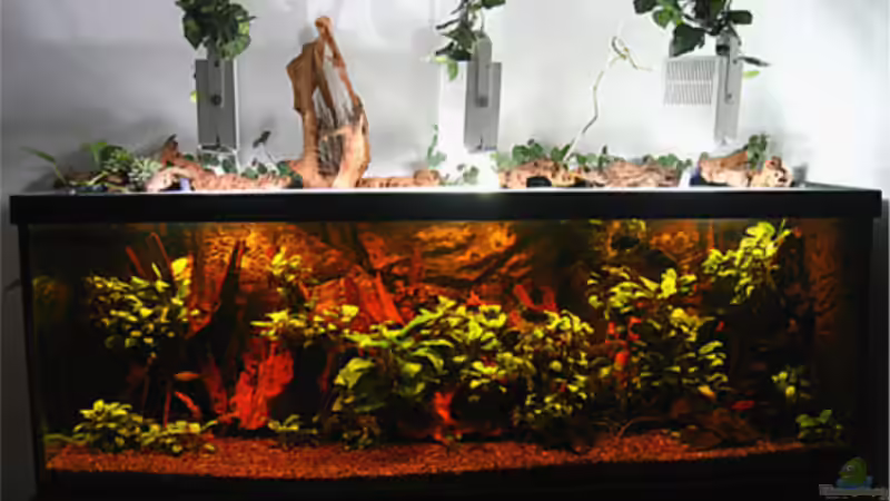 Dekoration im Aquarium Becken 2601 von Kirsten Schieß (4)