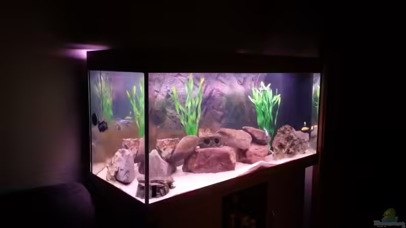 Dekoration im Aquarium Becken 26079 von Malawi Maik (7)