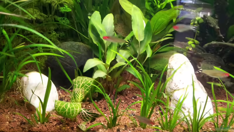 Dekoration im Aquarium Becken 26105 von Thomas Böcker (6)