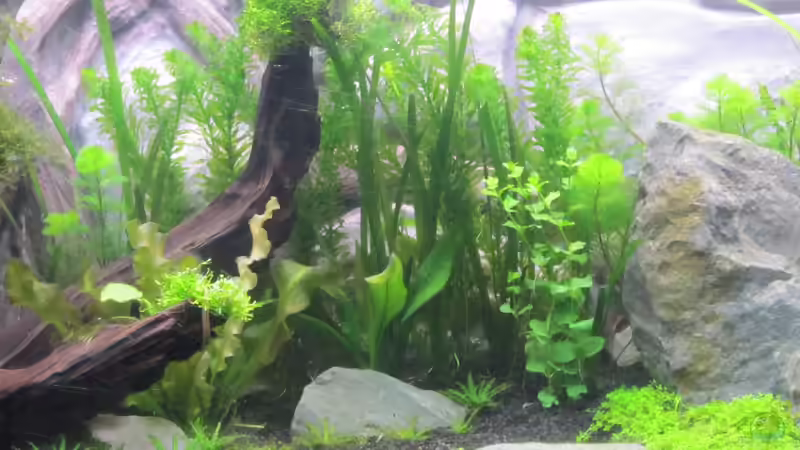 Dekoration im Aquarium Becken 26108 von Ralf28 (8)