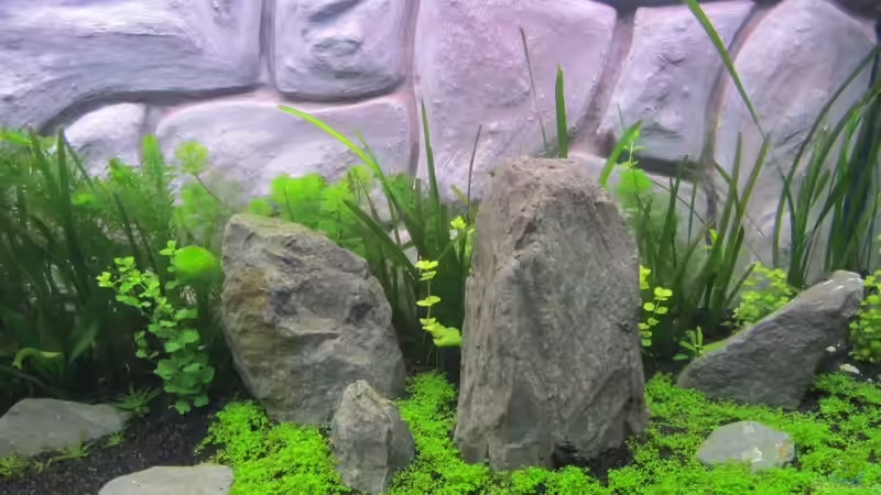 Dekoration im Aquarium Becken 26108 von Ralf28 (9)