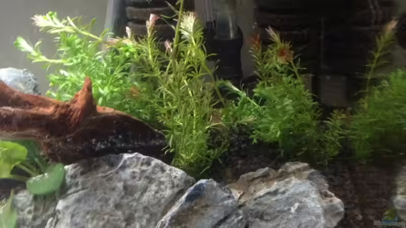 Dekoration im Aquarium Becken 26129 von Wicked88 (6)