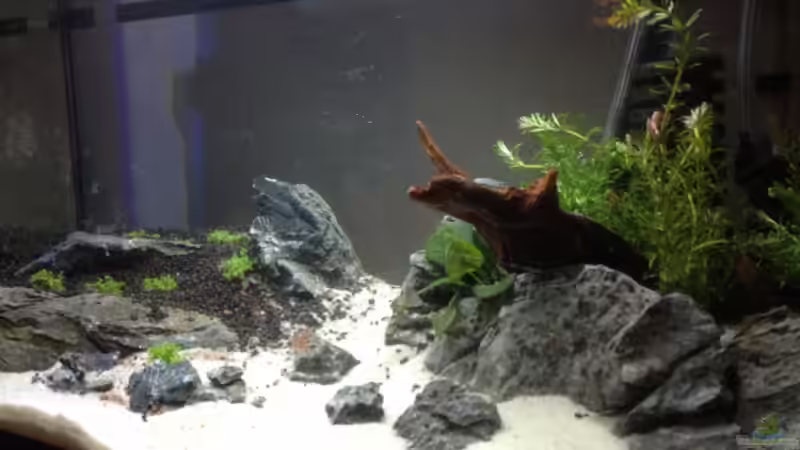 Dekoration im Aquarium Becken 26129 von Wicked88 (7)