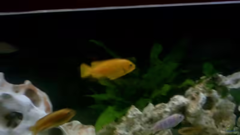 Dekoration im Aquarium Becken 2615 von Andreas Scheer (4)