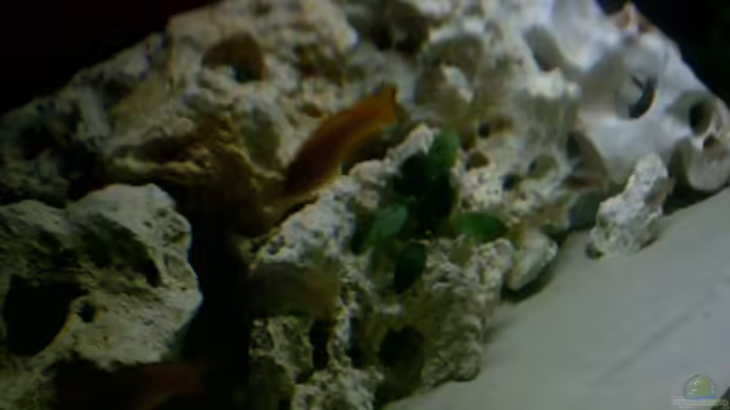 Dekoration im Aquarium Becken 2615 von Andreas Scheer (5)