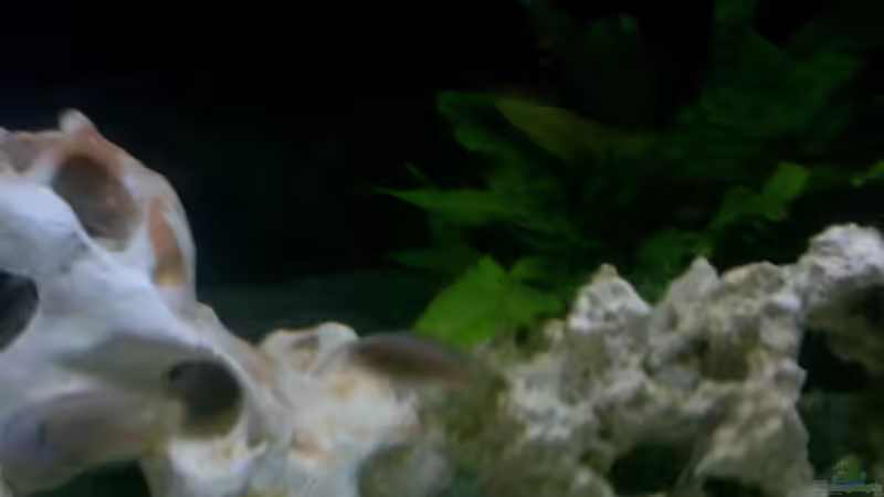 Dekoration im Aquarium Becken 2615 von Andreas Scheer (6)