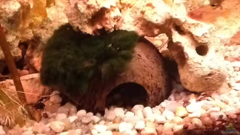 Dekoration im Aquarium Becken 26193 von Süßwasserpirat (13)