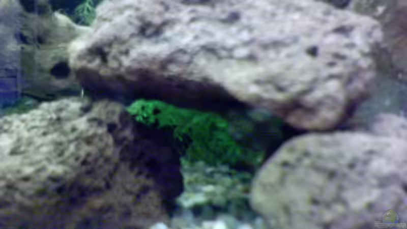 Dekoration im Aquarium Becken 2628 von Katharina Busch (6)