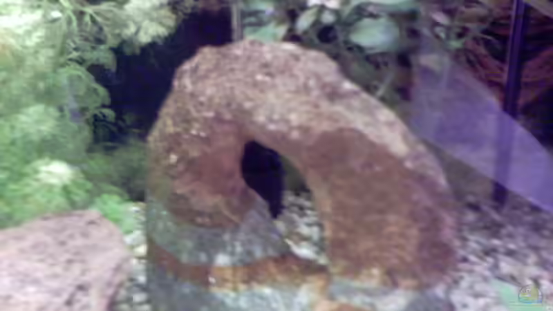 Dekoration im Aquarium Becken 2628 von Katharina Busch (7)