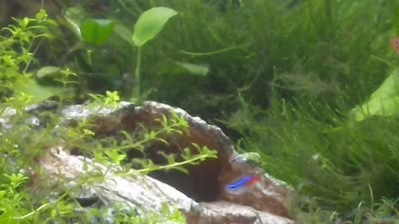 Dekoration im Aquarium Becken 2638 von Daniel Raasch (11)