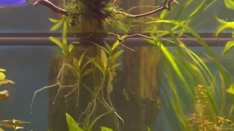 Dekoration im Aquarium Becken 2638 von Daniel Raasch (12)