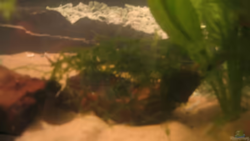 Dekoration im Aquarium Becken 2650 von Sabine Kainz (12)