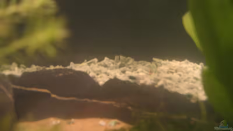 Dekoration im Aquarium Becken 2650 von Sabine Kainz (13)