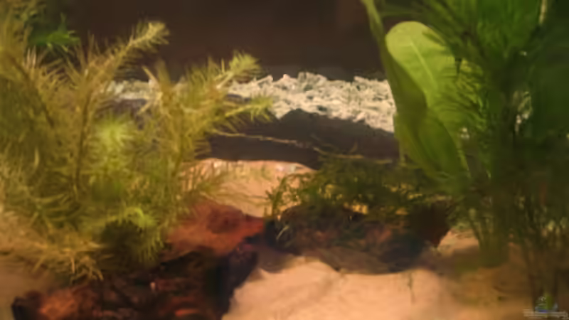 Dekoration im Aquarium Becken 2650 von Sabine Kainz (14)