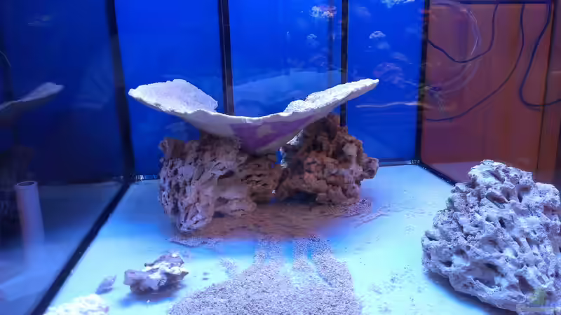 Dekoration im Aquarium Becken 26778 von Stefan Eckers (10)