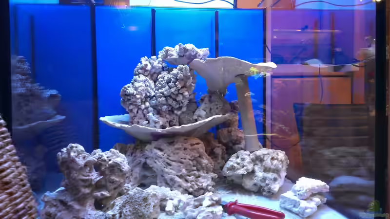 Dekoration im Aquarium Becken 26778 von Stefan Eckers (11)