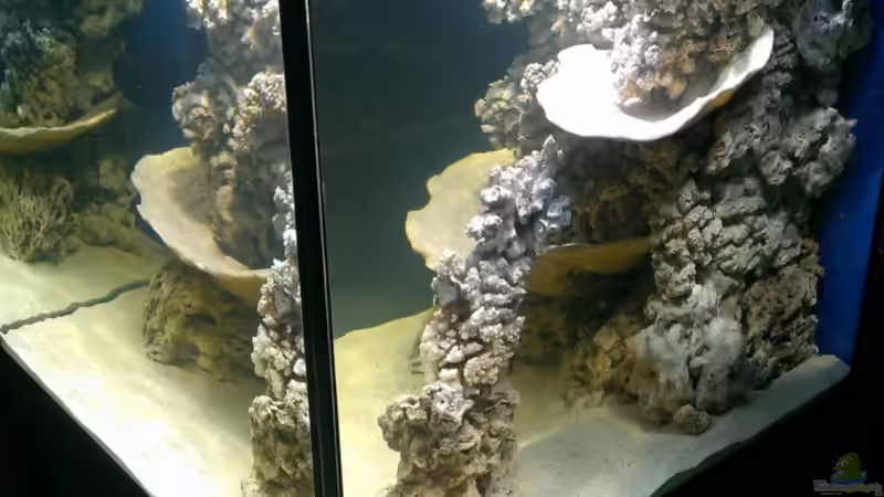 Dekoration im Aquarium Becken 26778 von Stefan Eckers (15)