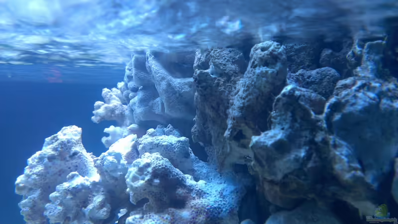 Dekoration im Aquarium Becken 26778 von Stefan Eckers (16)