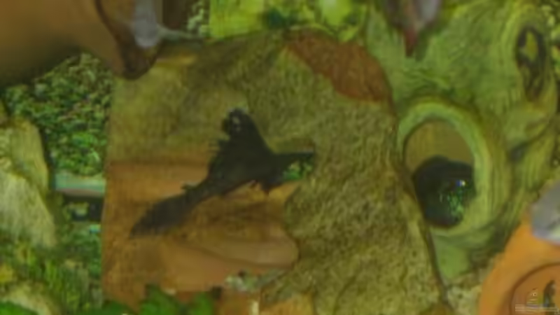 Dekoration im Aquarium Becken 2679 von Sigfried Scheiber (3)